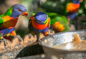 colorful rainbow lorikeets parrots are eating food from a tray in garden