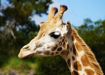 Giraffe's face
