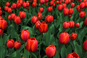 Tulips background. Nature concept-beautiful spring landscape with tulips flowers, selective focus. The texture of the flowers. Flowers postcards on a holiday, copy space. Red tulips field in sunny day