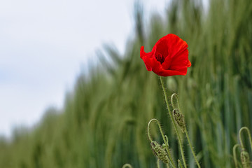 red poppy in the field