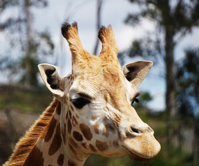 Giraffe in captivity