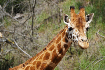 Wild giraffe