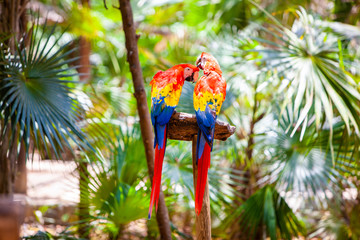 Couple of long-tailed colorful macaw parrots © Myroslava