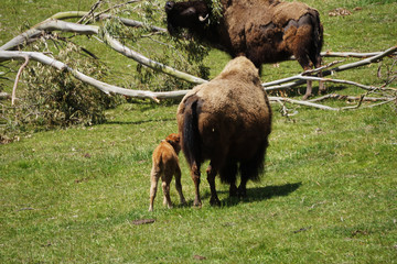 Family of bisons