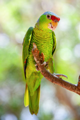 Green  parrot sitting in a tropical forest