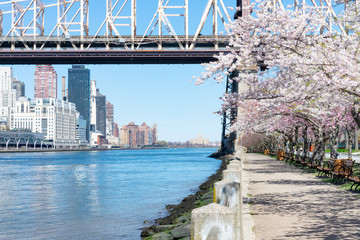 Empty Walkway with White Flowering Cherry Blossom Trees and Benches during Spring on Roosevelt Island in New York City