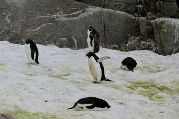 Cute adelie penguin walking in penguin colony, Antarctica