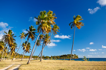 Coconut Palm Trees Near The Beach, Antigua