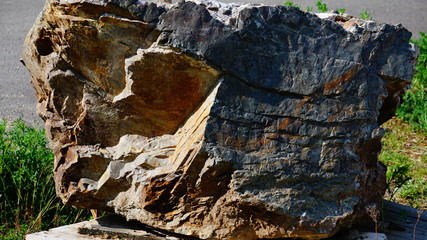 old tree trunk
