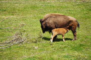 Bison feeding her calf