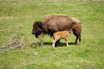 Bison calf feeding on his mother's udder