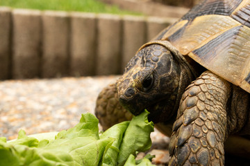 turtle tortoise eat salad eating green head eye