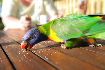 colorful rainbow lorikeets parrot is eating sugar on a table