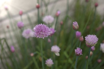 Schnittlauch mit Blüten lila