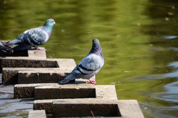 Pigeons near to the lake in park