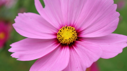 Close up of a pink flower