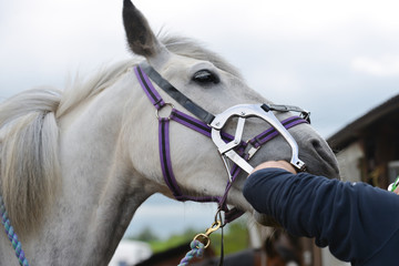 Beautiful grey horse being treated by the animal dentist mouth clamped open to give the dentist...