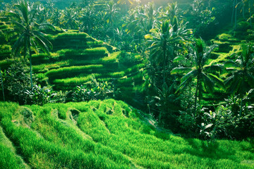 Green rice terraces and palm trees during sunrise, Bali