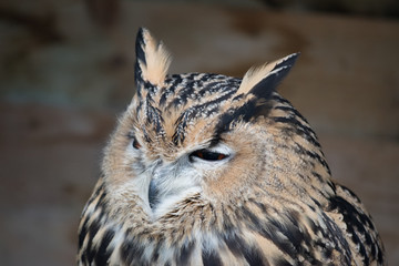 eagle owl