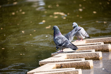 Pigeons near to the lake in park