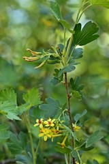 Blühende Gold-Johannisbeere (Ribes aureum)