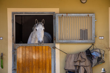 Horses in the stable in farm in deep countryside small town, Czech Republic