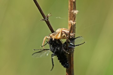 Braune Krabbenspinne (Xysticus cristatus), Weibchen mit erbeuteter Märzfliege (Bibio marci)