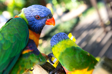 colorful rainbow lorikeets parrots are holding a small pack of sugar