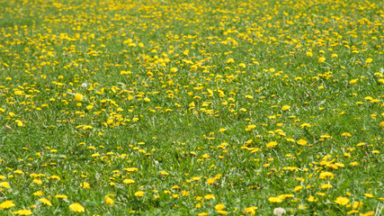 Banner - a field with green grass and blooming yellow dandelion flowers. Panoramic summer spring background.