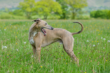 Fototapeta premium Large whippet type dog stands looking back over its shoulder in meadow in English countryside.