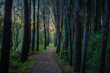 Camino en medio de espacio natural.