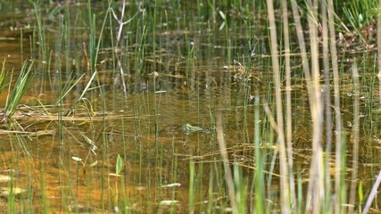 Schwimmender Teichfrosch (Pelophylax esculentus).