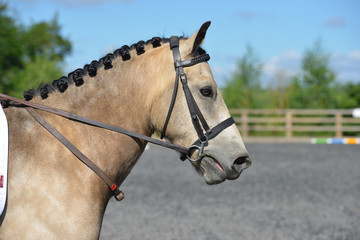 Close up shot of beautifully turned out  horse with plaited mane as it stands and waits to compete...