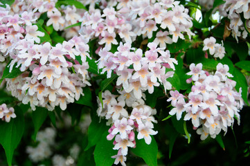 Kolkwitzie, Perlmuttstrauch