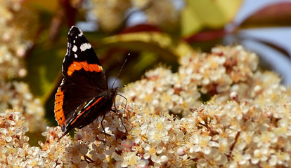 Black butterfly with orange bands and white spots on white blossoms, red admiral (Vanessa Atalanta), nature photography, shallow depth of field