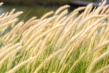 Beautiful nature background with meadow grass field and sunlight.selective focus
