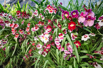beautiful pink, white and red orchids with yellow centres.