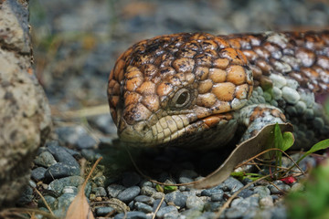 Closeup of a lizard's head