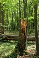 Abgebrochene hohle Esche (Fraxinus excelsior) mit Neuaustrieb im Nationalpark Hainich