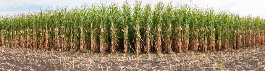 Maize field while dryness