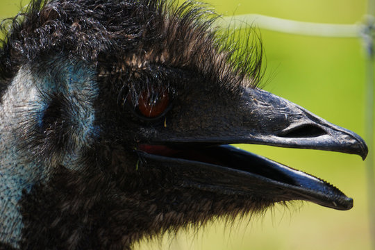 Black Emu