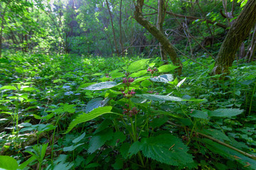 Flowers of Lamium orvala, known as balm-leaved archangel, in forest