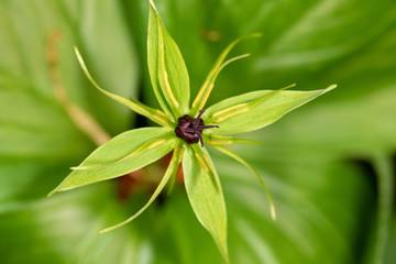 The clos-up of the flower of Paris quadrifolia, the herb-paris or true lover's knot