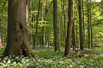 Blühender Bärlauch (Allium ursinum) im Nationalpark Hainich