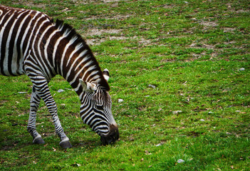Fototapeta na wymiar A zebra in the meadow