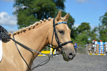 Close up shot of beautifully turned out palomino horse with plaited mane as it stands and waits to compete in show jumping competition  © Eileen