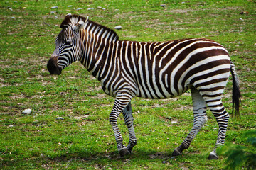 Fototapeta na wymiar Walking zebra