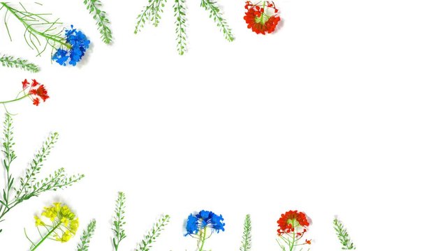 Flowers composition.Blue, yellow and red wildflowers on a white background.animation, stop motion,2D