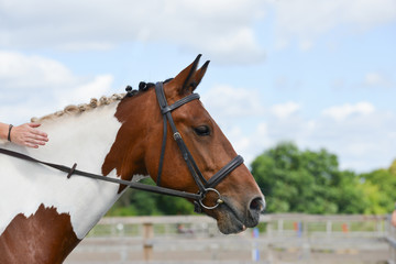 Close up shot of beautifully turned out brown and white horse with plaited mane as it stands and waits to compete in show jumping competition © Eileen