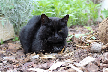 chat / chatte  noir